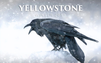 Yellowstone Winter Tour