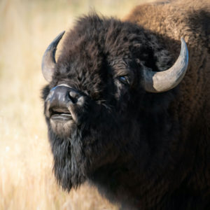 Roaring Bison