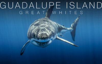 Guadalupe Great Whites