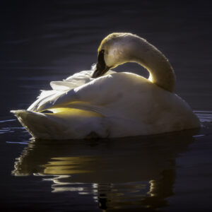 Swan Light