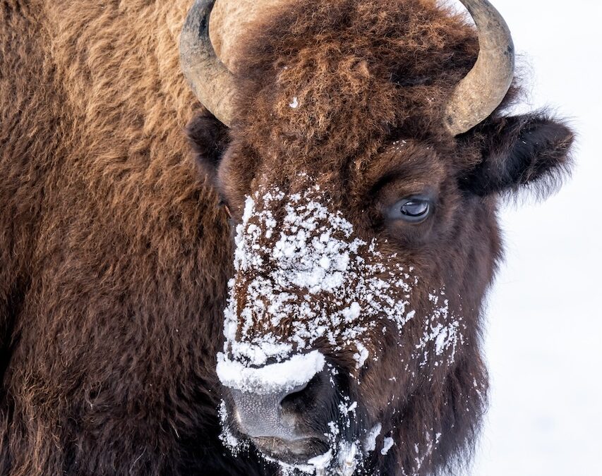 Winter Bison Portrait