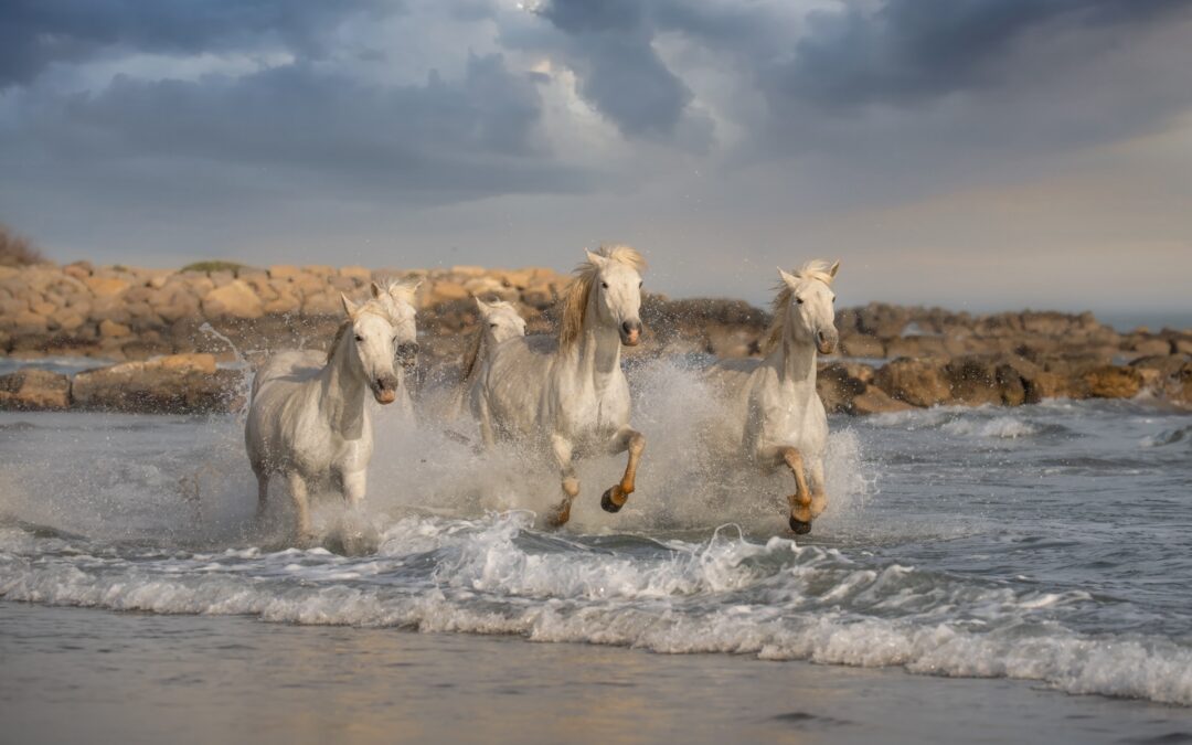 White Angels of Camargue